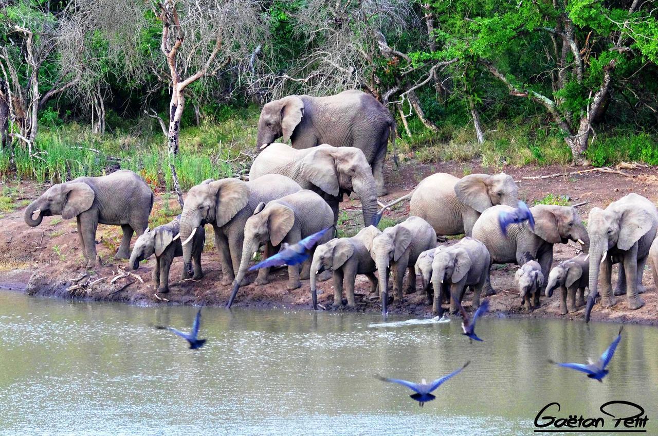 Thula Thula Exclusive Private Game Reserve & Lodge Ntambanana Екстериор снимка