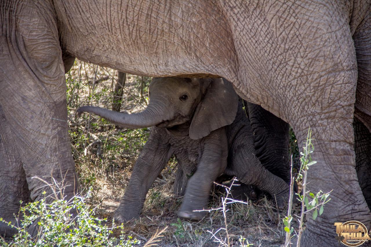 Thula Thula Exclusive Private Game Reserve & Lodge Ntambanana Екстериор снимка